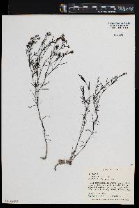 Stenaria nigricans image