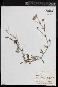 Richardia grandiflora image