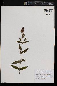 Stachys palustris image