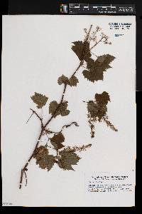 Vitis riparia image