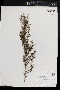 Ericameria laricifolia image