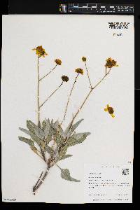 Encelia farinosa image