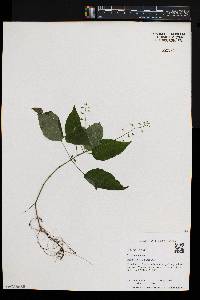 Circaea canadensis image