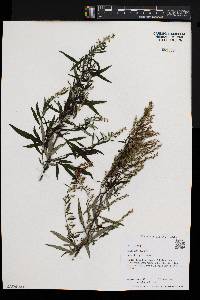 Artemisia vulgaris image