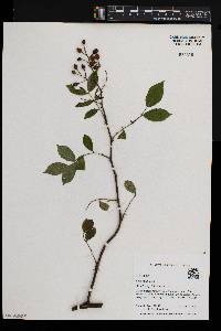 Rosa multiflora image