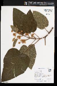 Paulownia tomentosa image