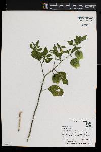 Physalis longifolia image