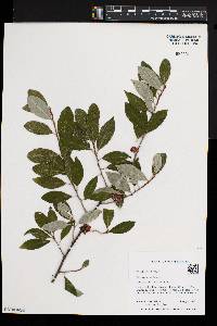 Elaeagnus umbellata image