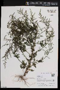 Artemisia annua image