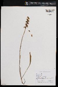 Spiranthes cernua image