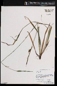 Carex styloflexa image