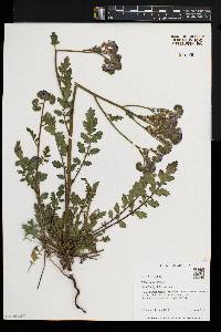 Phacelia crenulata image