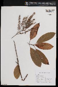 Oxydendrum arboreum image