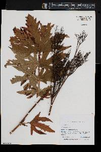 Filipendula rubra image