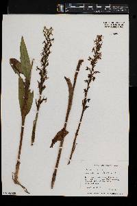 Platanthera lacera image