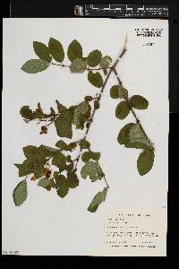 Lonicera morrowii image