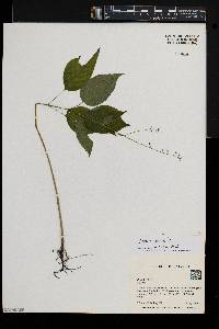 Circaea canadensis image