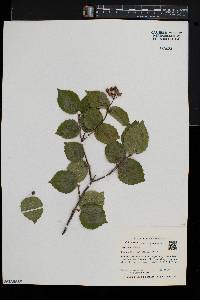 Viburnum rafinesqueanum image