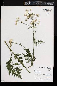 Anthriscus sylvestris image