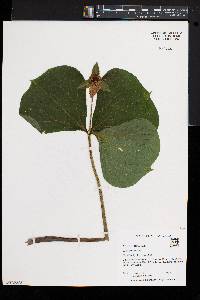 Trillium erectum image