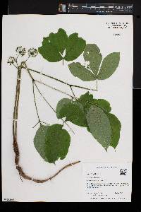 Aralia nudicaulis image