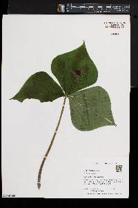 Trillium erectum image