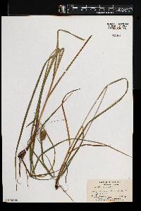 Carex squarrosa image