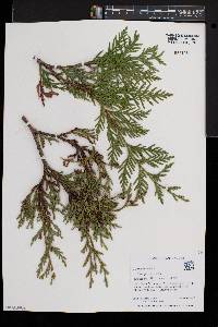 Thuja plicata image