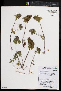 Lamium purpureum image