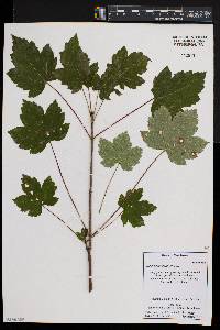 Acer pseudoplatanus image