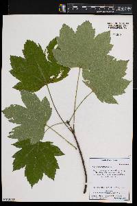 Acer pseudoplatanus image