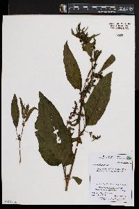 Rumex obtusifolius image