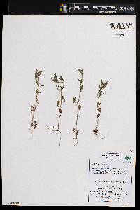 Trifolium arvense image