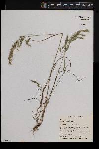 Bromus catharticus image