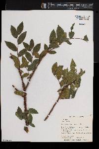 Ulmus alata image