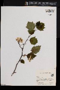 Crataegus coccinea image