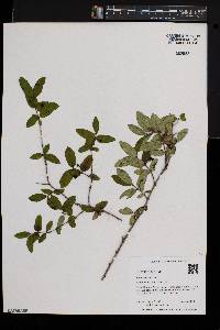 Lonicera morrowii image