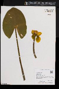 Nuphar advena image