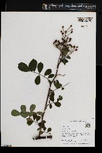 Rosa multiflora image