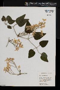 Clematis terniflora image