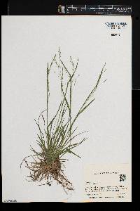 Poa alsodes image