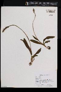 Spiranthes lucida image