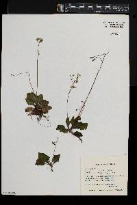 Youngia japonica image