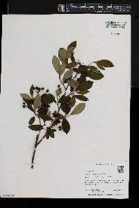 Aronia melanocarpa image