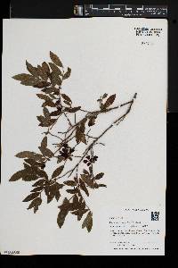 Vaccinium myrtilloides image