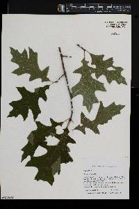 Quercus palustris image