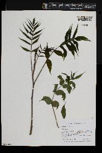 Rhus typhina image