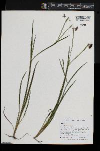 Sisyrinchium montanum image