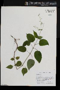 Circaea canadensis image