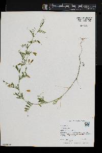 Vicia tetrasperma image